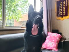 -北京京卫宠物寄养训练中心