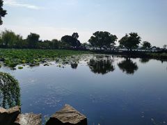 -无锡蠡湖国家湿地公园-蠡园
