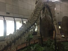 -诸城市恐龙博物馆