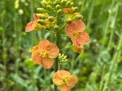 -中国天府农业博览园