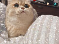 -东方名猫馆·英短金渐层布偶猫舍(环线广场1号楼店)