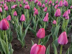 -长春公园(普阳街道)