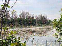 -上海长兴岛郊野公园