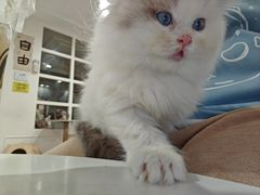-楼上猫咖(罗湖店)