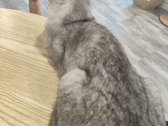 -楼上猫咖(罗湖店)