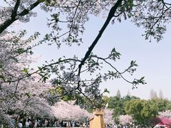 -苏州上方山国家森林公园