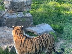 -上海野生动物园