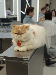 -蚂蚁造型俱乐部