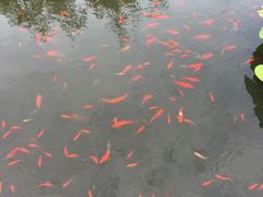 -武清南湖绿博园