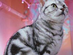 -极木²邸 人与宠物·互动社区