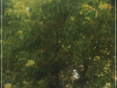 -逸仙华庭