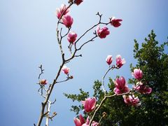 -天适樱花悠乐园