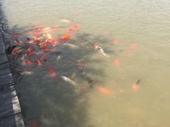 -大湾区中央湿地公园