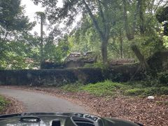 -上海佘山国家森林公园天马山园