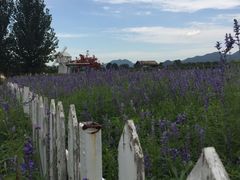 景点-北京东方普罗旺斯薰衣草庄园