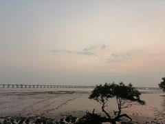 -宝安西湾红树林湿地公园