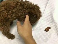 -佳怡动物医院·平价24小时·猫专科骨外科