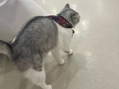 -共舞时光猫咖·狗咖(新街口店)