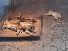 -上海野生动物园