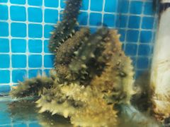 -87号烧烤海鲜·大排档(金沙滩店)