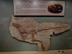 -辽宁古生物博物馆