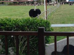-瑞穗牧场