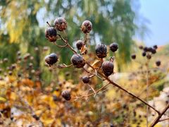 -北京西山国家森林公园