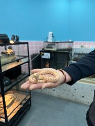 -Moni星球萌宠·小马宝莉·灵蛇·高端高阶全萌宠互动体验俱乐部(红豆国际广场店)
