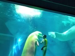 -上海海昌海洋公园-冰山北极馆