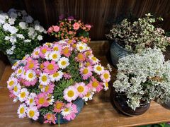 -桂林市花鸟市场