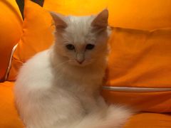 -飞行喵MR PILOT|猫舍·猫咖(静安大融城店)