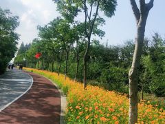 -上海长兴岛郊野公园