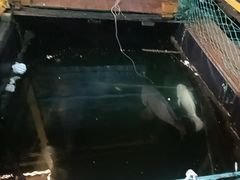 -蓝湾碧波·老字号·疍家非遗海上餐厅