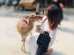 -鹿境梅花鹿生态园区