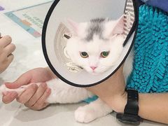 -伟伟宠物医院·CT影像中心·瑞派犬猫综合性门诊(汉口总院)