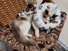 -达爱动物医院·犬猫分区·CT·复杂眼科(远洋山水分院)
