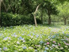 -上海共青森林公园