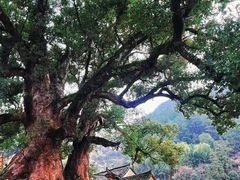 -杨家堂村