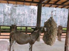 -清迈夜间动物园