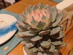 -亚龙湾希尔顿自助餐厅·海鲜·烧烤·沙滩BBQ·现场乐队