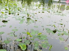 -莲花池公园
