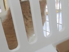 -汪喵宠物医院·骨科心脏影像·犬猫急重症ICU诊疗中心(成华分院)