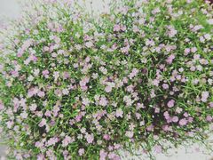 -秦美花卉(天朗·莱茵小城2期店)