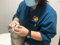 -守诺宠物医院·眼科· 特色牙科·异宠专科(虹口店)