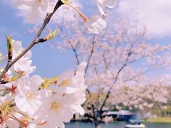 -上海共青森林公园