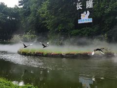 -广州长隆飞鸟乐园
