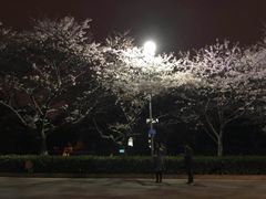 -武汉大学-樱园