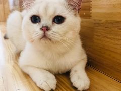 -猫腻·猫咖·撸猫馆(星光大道店)