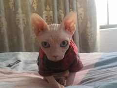 -艾吉宠物医院·疑难杂症转诊中心·猫友好(碧江路院)