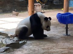 -西霞口神雕山野生动物世界
